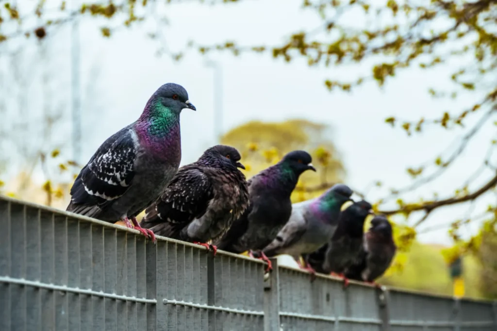 יונים על סורגים