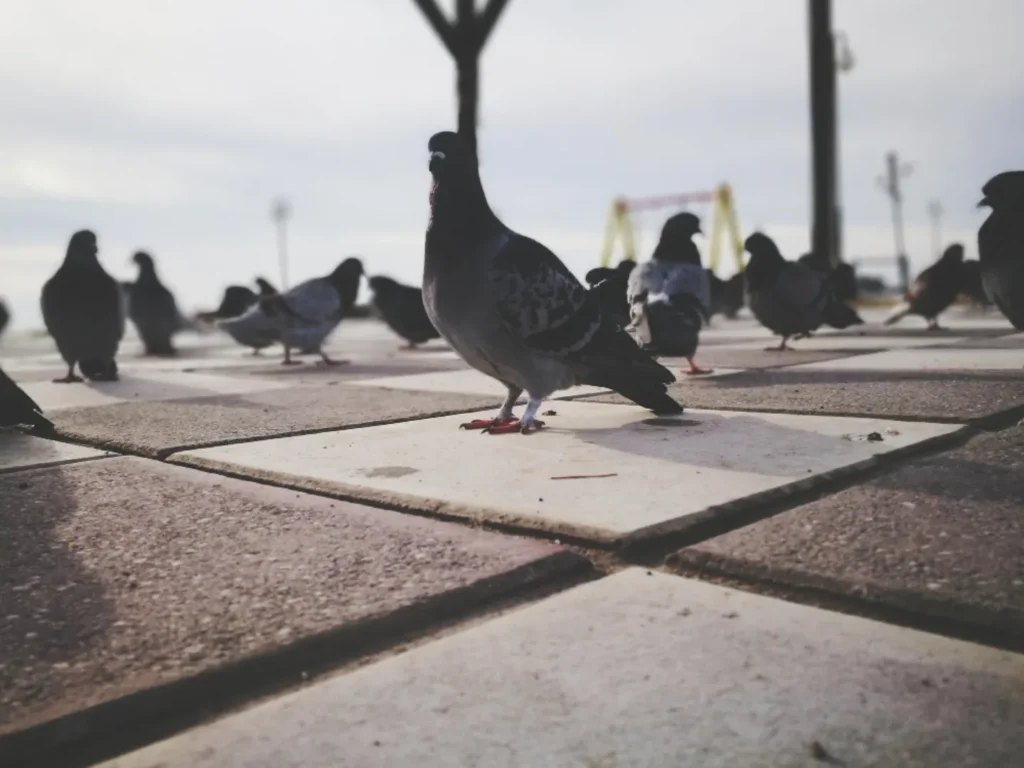 יונים במדרחוב